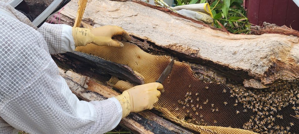 Cutting and reframing comb